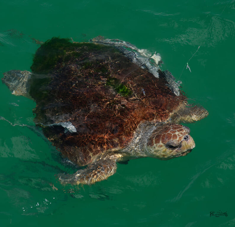 a3e83073-2550-43ac-a1ee-293e1ed22190