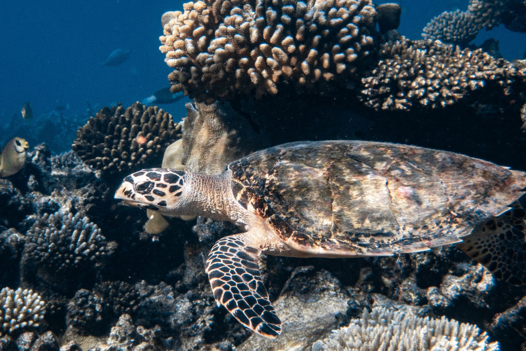 efb5efe2-6a92-45ab-a027-65de0bfbbf16