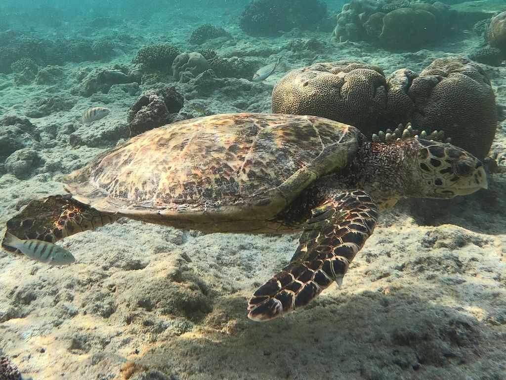 d155456a-a455-4a5d-9738-3b8b03ecbab7