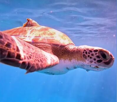 a59a4e4b-9eee-4c1d-83a1-63ccdc1e4d2a