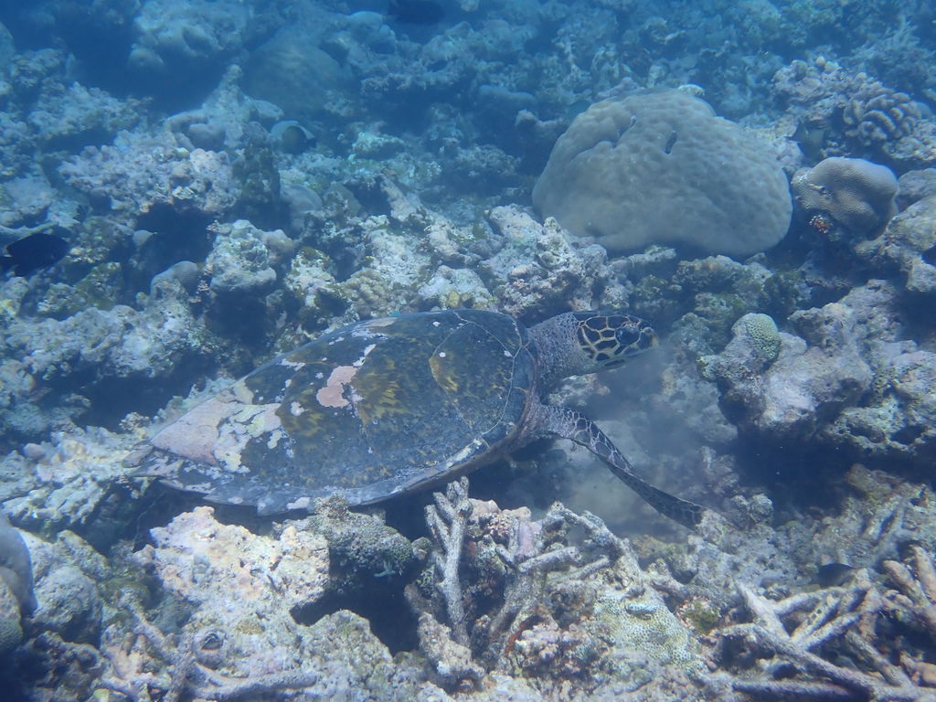 0c1ab25a-9931-4008-9b28-f398ab67b142