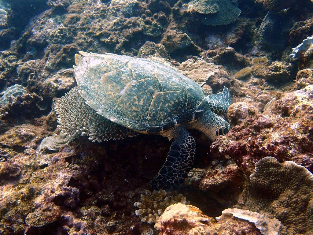 Reo Turtle Internet of Turtles