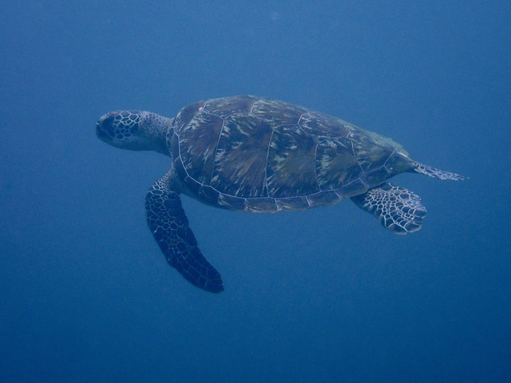 56cd0043-3c77-4f71-987d-6dd2dddc98f2