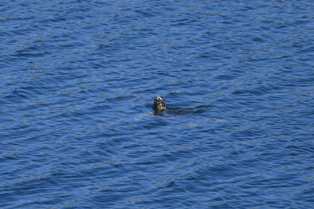 ada2346b-bc32-4a69-b75f-f23a5f51e54b