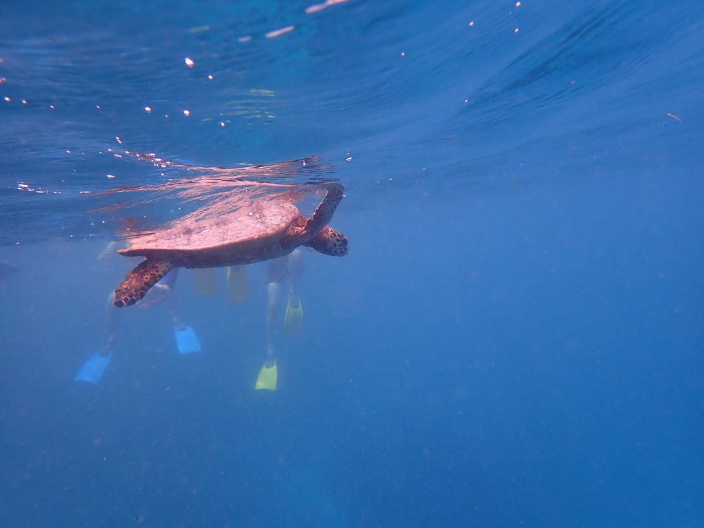 6ed9ddc6-0610-4c94-ba48-e373feee0673