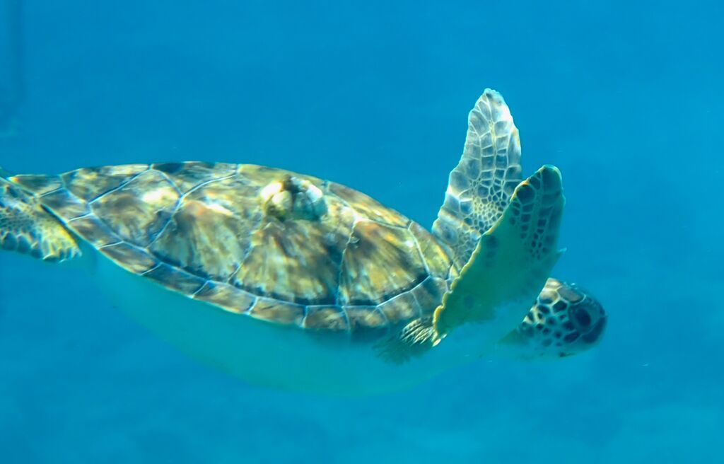 a59a4e4b-9eee-4c1d-83a1-63ccdc1e4d2a