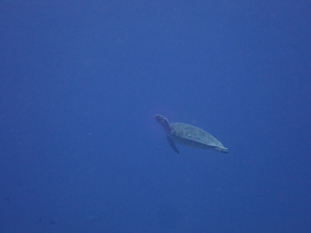 5cd83999-e1ee-4c10-8ad8-15ad37d003b7