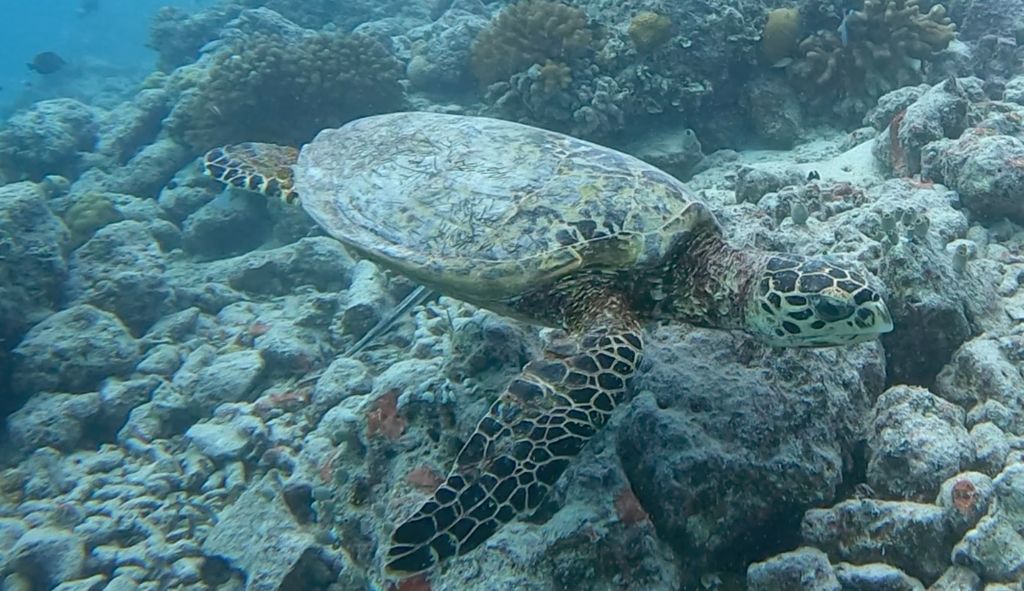 969959da-a6bb-4b90-a7b9-464c8cbcaece