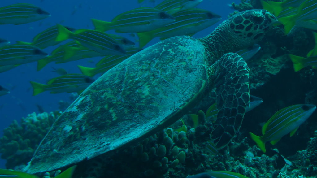 ae7454e0-4949-4efc-b2cb-38127360450f