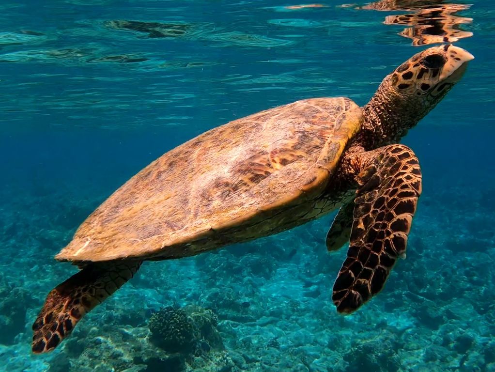 d155456a-a455-4a5d-9738-3b8b03ecbab7