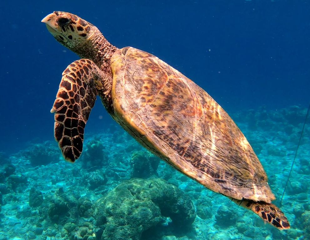 d155456a-a455-4a5d-9738-3b8b03ecbab7