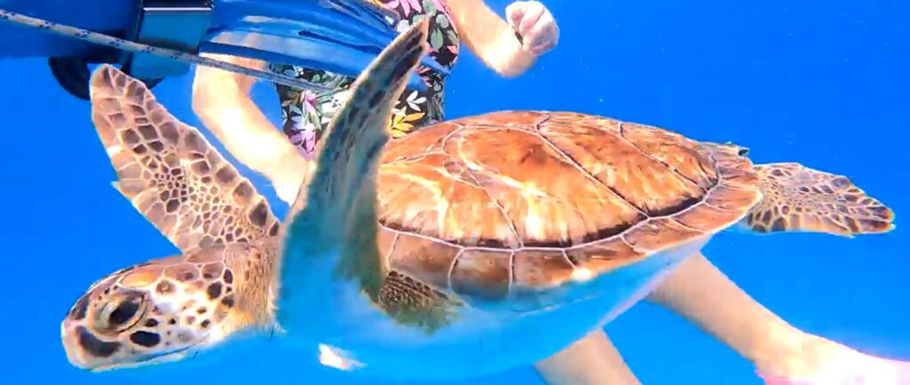 a59a4e4b-9eee-4c1d-83a1-63ccdc1e4d2a