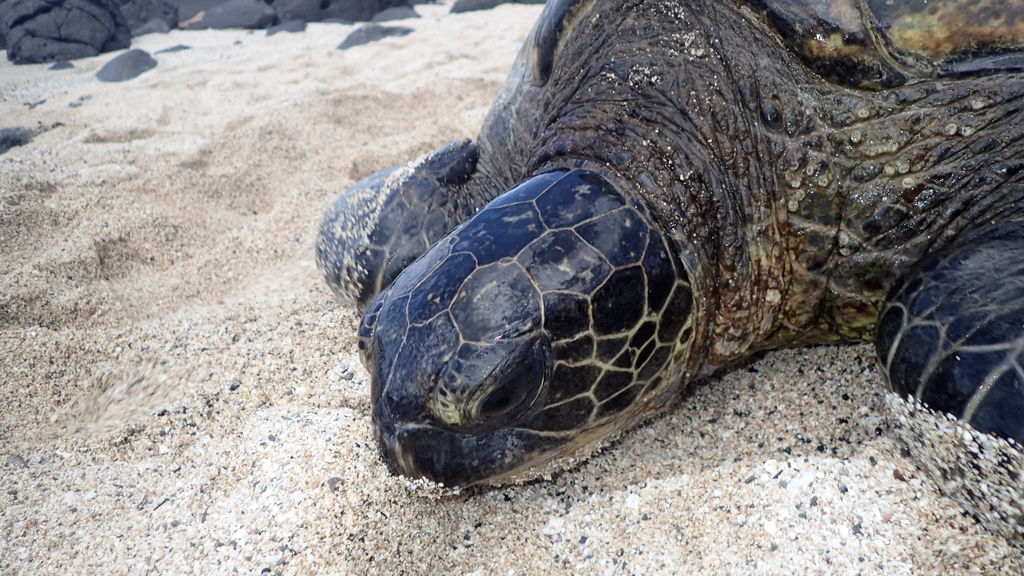 e0dcf2e7-5bd6-488a-9d6b-8feb9e55377d