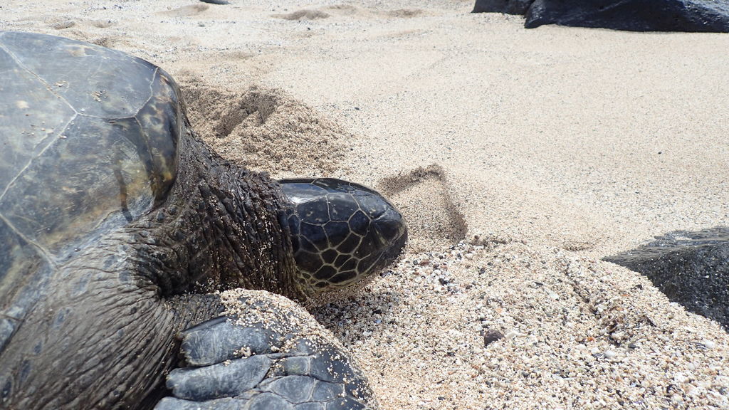 e0dcf2e7-5bd6-488a-9d6b-8feb9e55377d