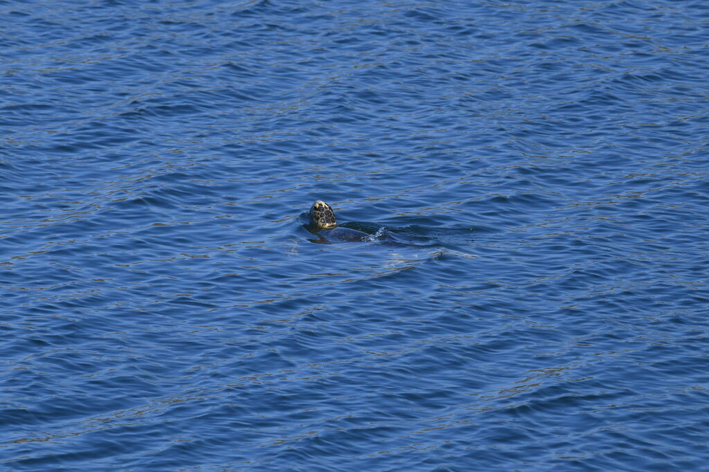 ada2346b-bc32-4a69-b75f-f23a5f51e54b