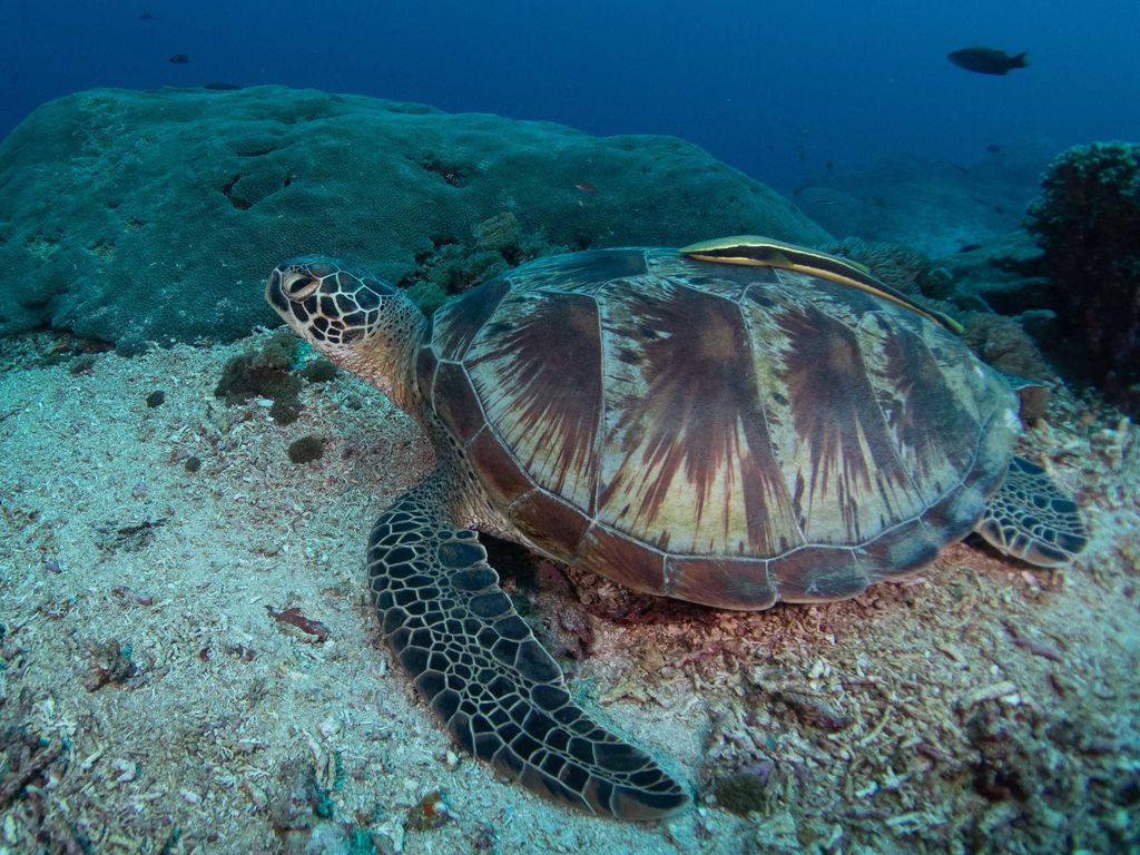 92cda8ff-fa9d-4bd0-b566-4ab0ebf51edc