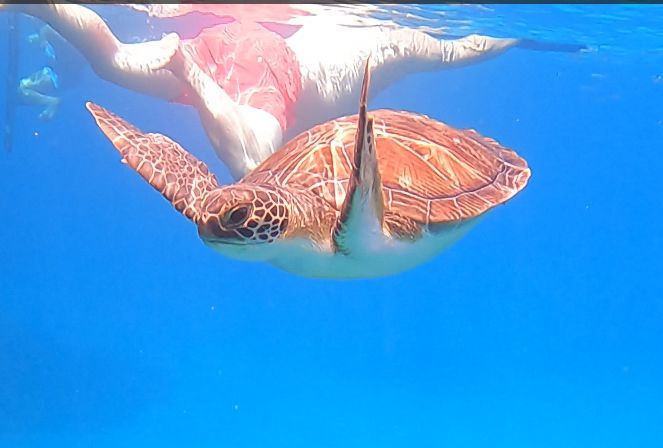 e02593d4-e2bb-44c3-971f-de0e29cba48b