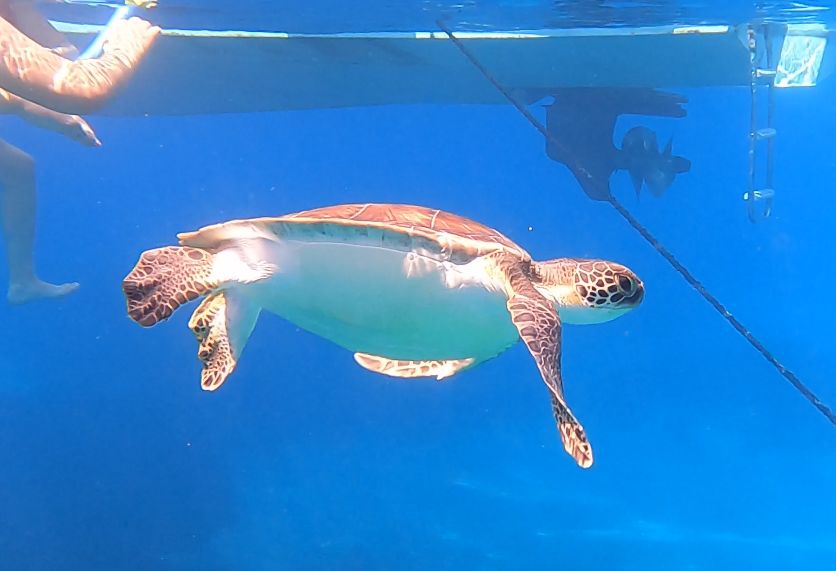 e02593d4-e2bb-44c3-971f-de0e29cba48b