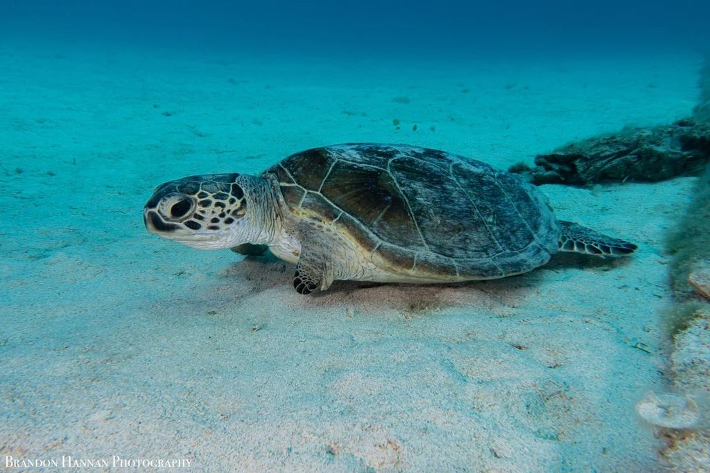 303c0f24-01bd-4d19-9361-4a858db473df