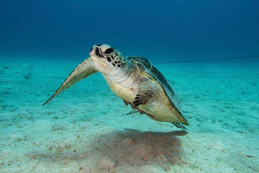 303c0f24-01bd-4d19-9361-4a858db473df