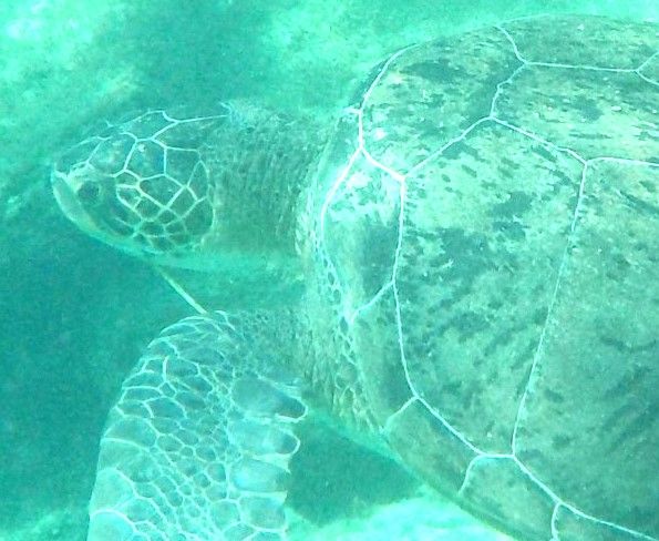 cea650fa-1040-4430-8cf3-262cf43ecffc