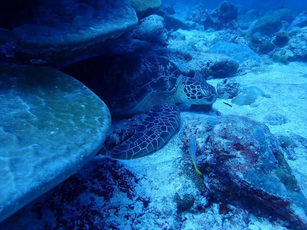 d72c4aaf-a2bf-450c-9372-802f49f7c130