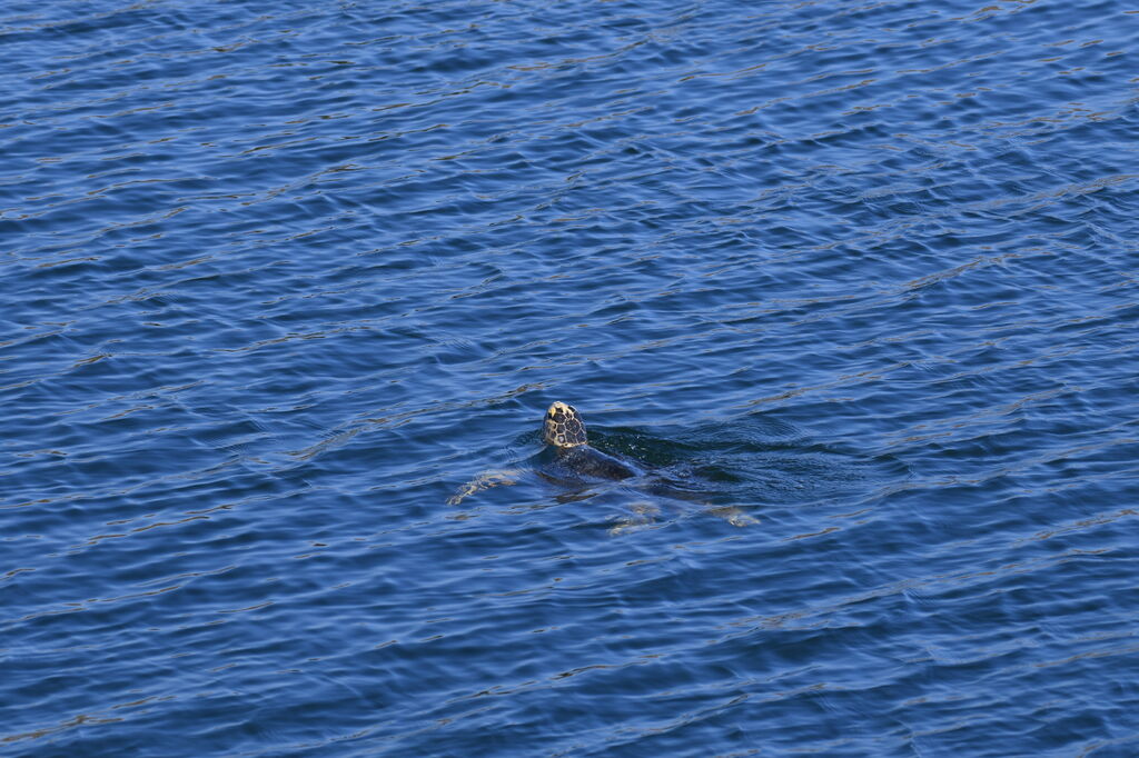 ada2346b-bc32-4a69-b75f-f23a5f51e54b