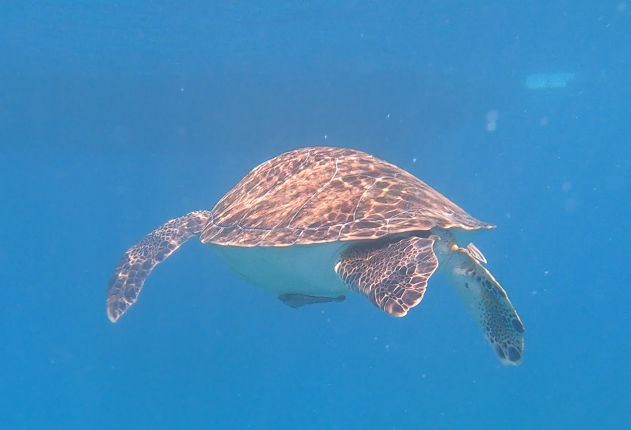 c568f658-0cb4-45b4-bddf-cd800d065cd4