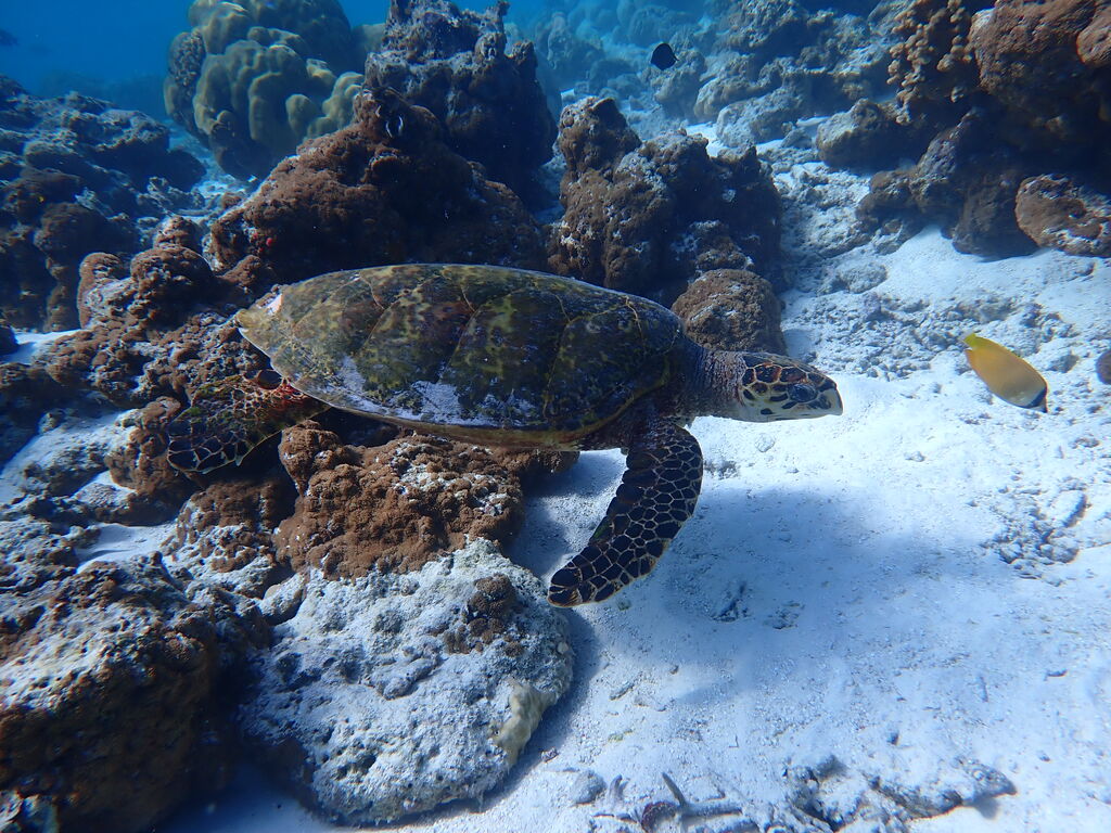 6242188e-4c7a-43e1-96e0-7df118f86a3a