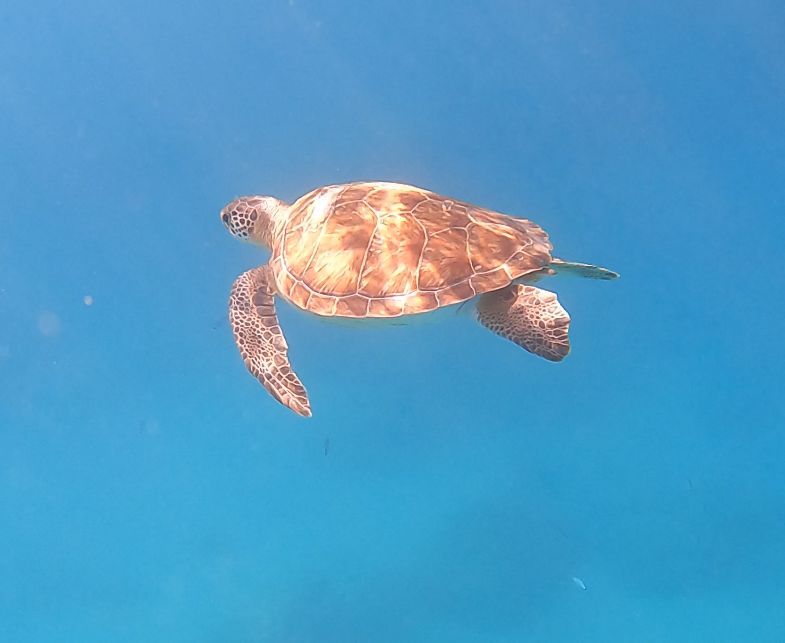 c568f658-0cb4-45b4-bddf-cd800d065cd4