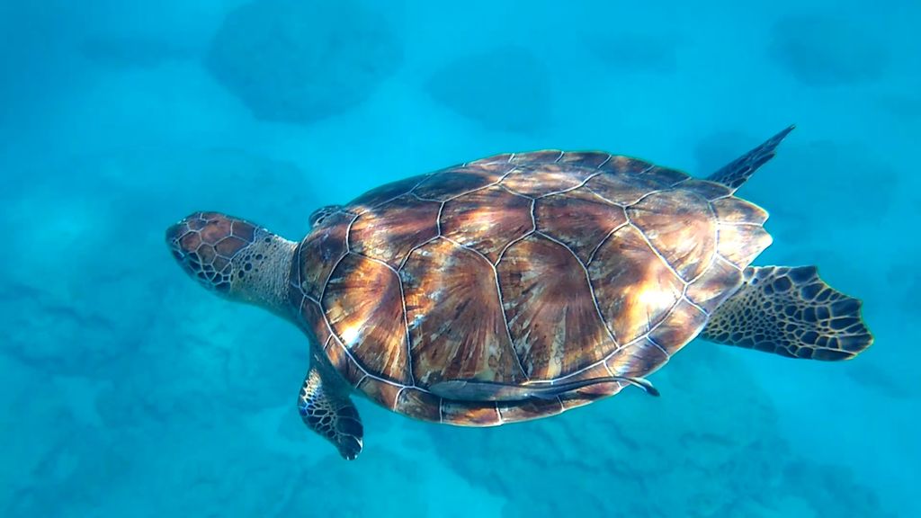 d85fece4-d46b-4453-8b33-600b6181a7a4