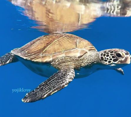 e0355187-2e18-42af-84b0-1277a5bfd611