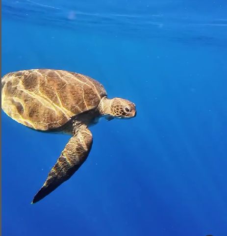 9785e50f-7528-4d39-8be5-69ade4e3737a