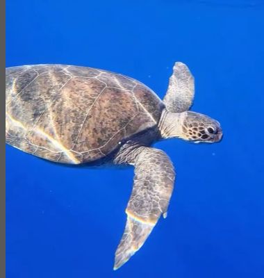 9785e50f-7528-4d39-8be5-69ade4e3737a