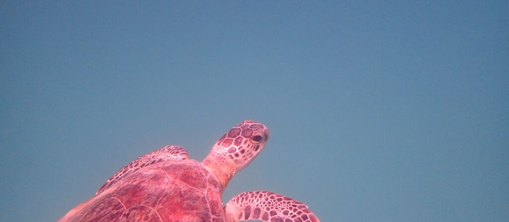 03a64a09-dbaf-4de4-8452-36dff5eef5c9