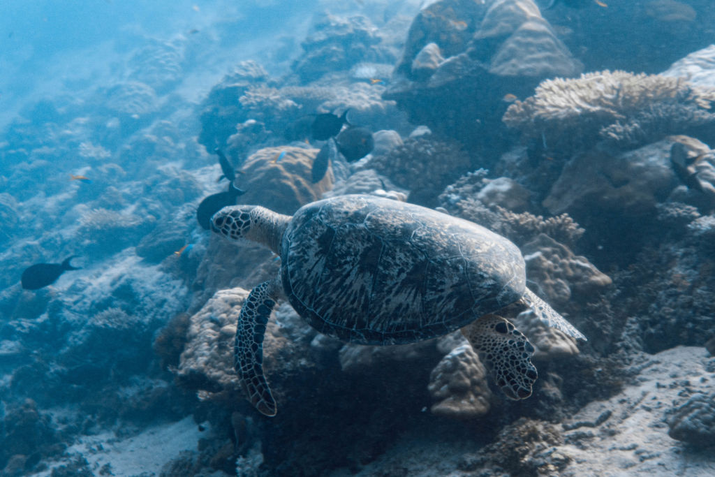 374630b6-c8b8-4e53-933b-719032dea271