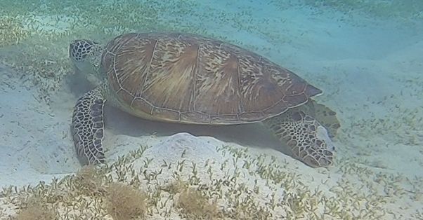 ba72692f-bad5-48b4-8b6c-a7b66a09e225