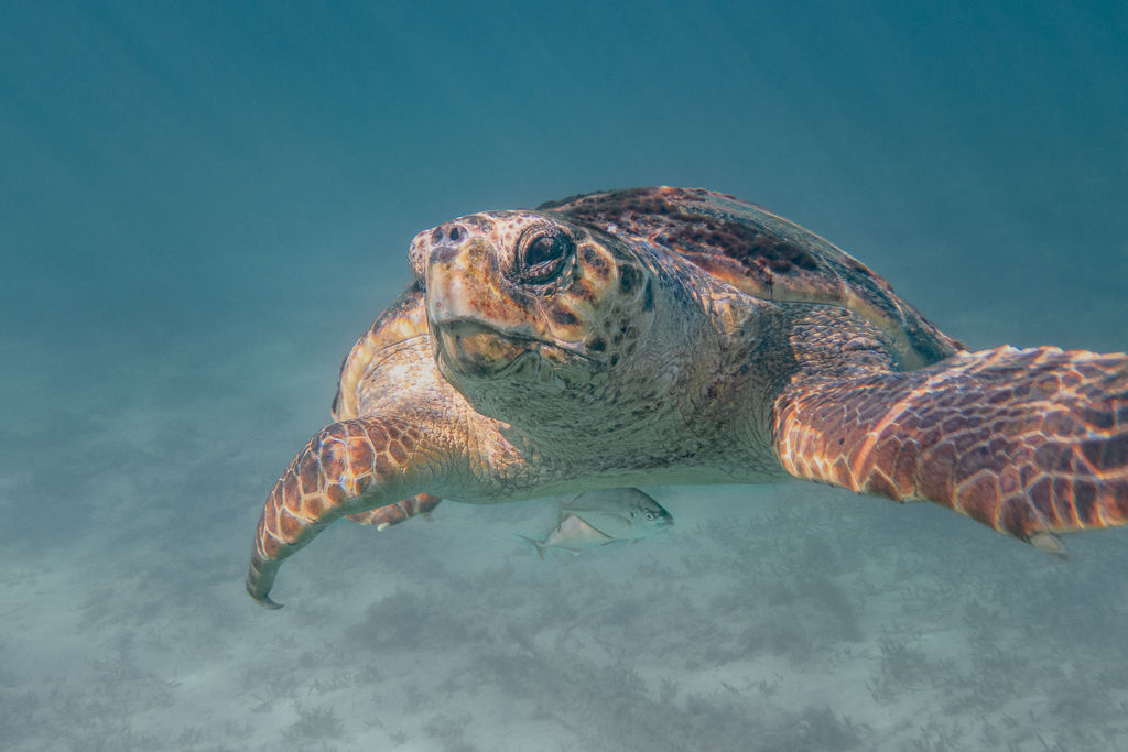 e8e8d8b6-a514-4f54-8bd6-a1d1a18ffbc6