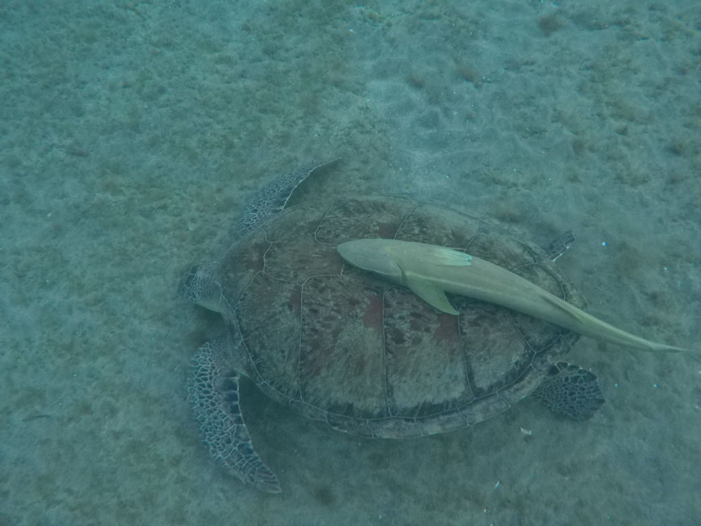 a5761297-d9e5-4d73-aa02-bd6b71730501