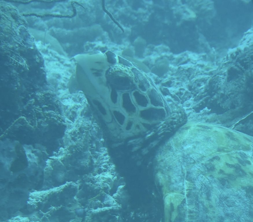 e4829035-9ff4-4e16-8980-c987c3f7a1a8