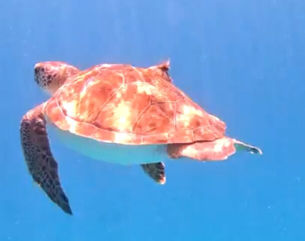 a59a4e4b-9eee-4c1d-83a1-63ccdc1e4d2a