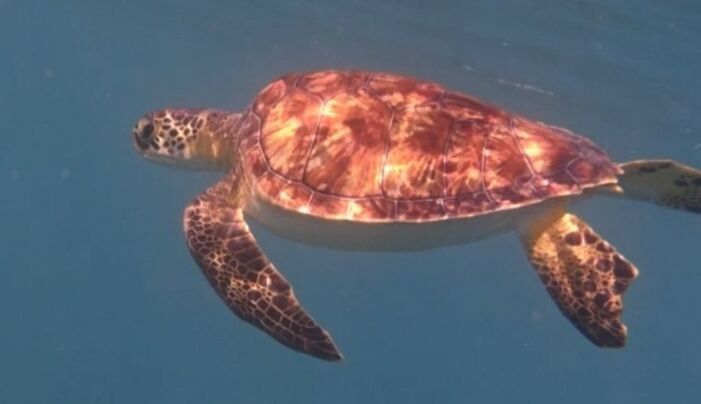 bd71ac8f-cc73-4ed4-a7cd-4ec22bb0ff48