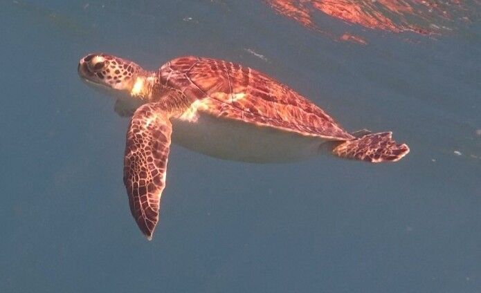 bd71ac8f-cc73-4ed4-a7cd-4ec22bb0ff48