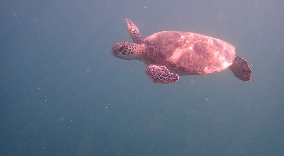 2aeb7cf7-829f-42bf-b437-0bf79b079a71