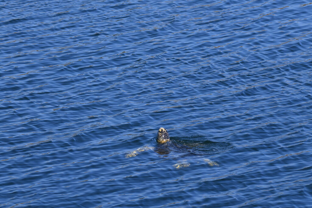 ada2346b-bc32-4a69-b75f-f23a5f51e54b