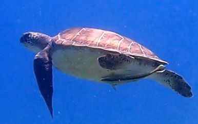 36297234-138d-4abf-8d99-e38aa00755bd