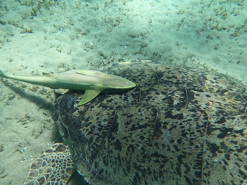 2afa4537-e177-4e31-a5a3-6daf523182a0