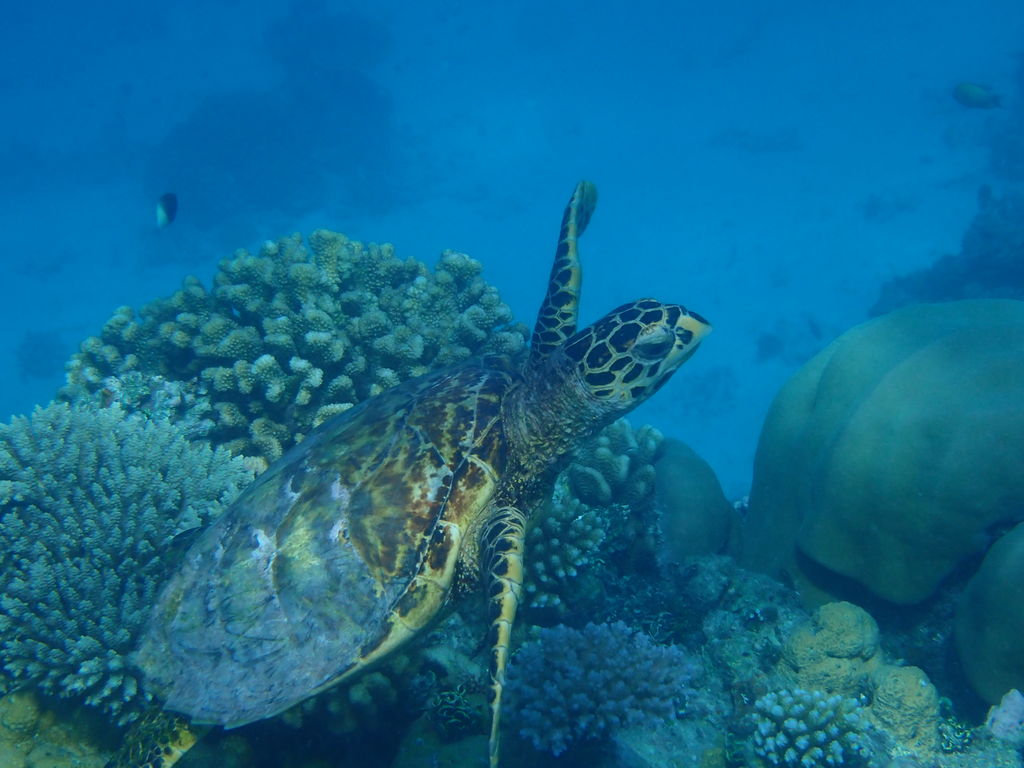 4ff065c4-f931-44f0-a56a-5ecccaa26fad