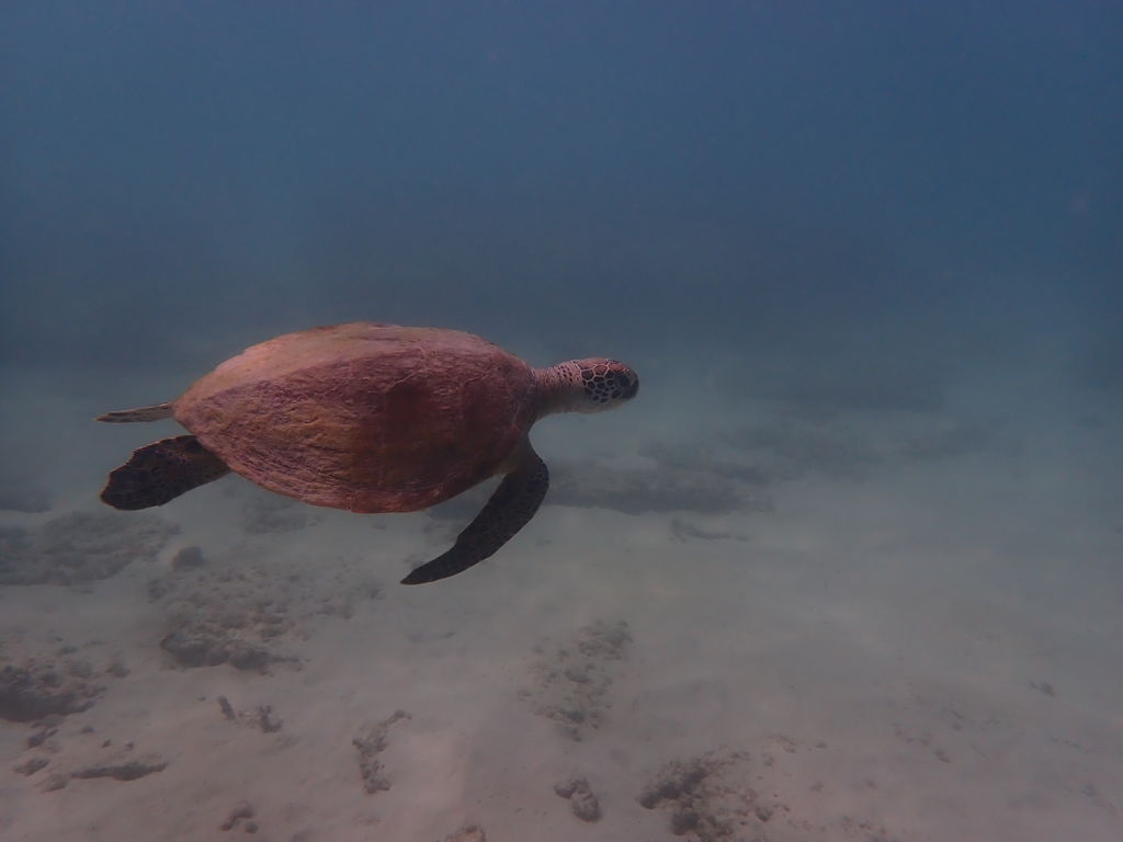 98ef5b3c-bcd2-44d9-b5e4-68567971e8fe