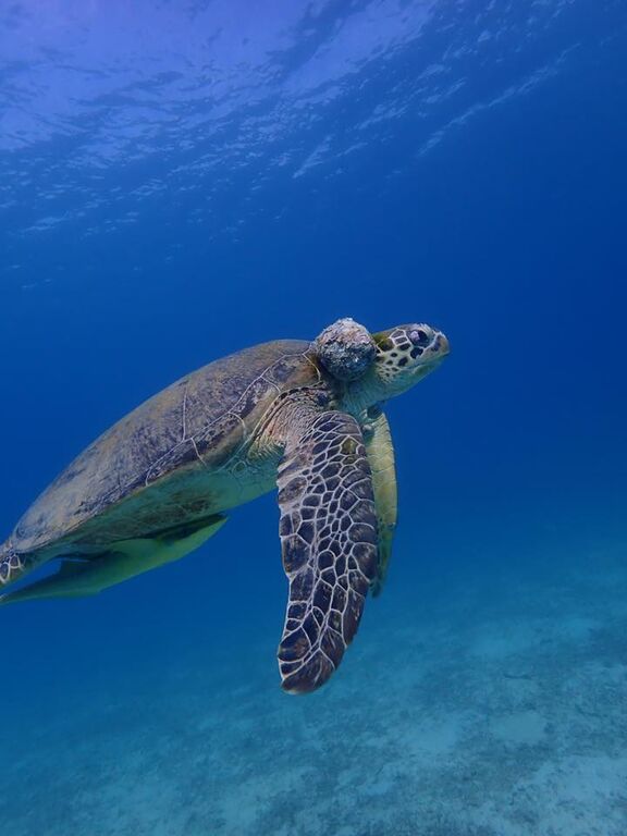 a28a99ef-0782-404e-b16f-fb1e5bb4f59e